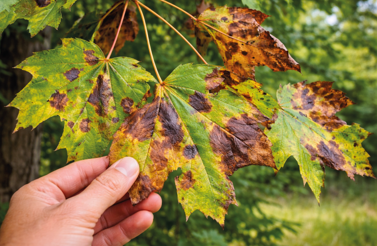 Anthracnose