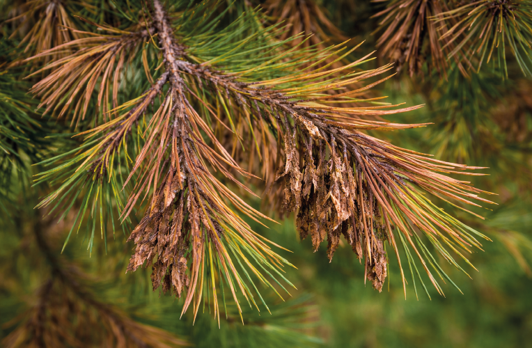 Needle Blight