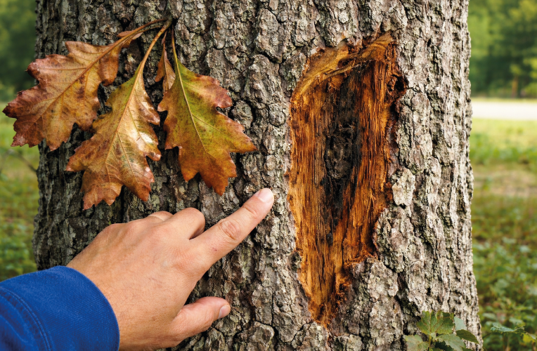 Oak Wilt
